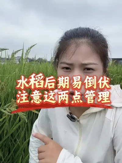 水稻中后期都怕水稻会倒，做好这两个管理，降低倒伏风险很重要#分享农业知识帮农民增产增收 #老百姓关心的话题