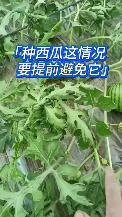 西瓜种植提前预防这俩货 #西瓜种植 #西瓜种植技术 #西瓜管理 #大棚西瓜种植技术 #大棚西瓜