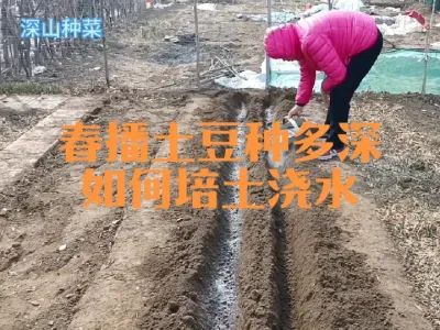 春季播种土豆种多深、如何培土浇水？#土豆种植