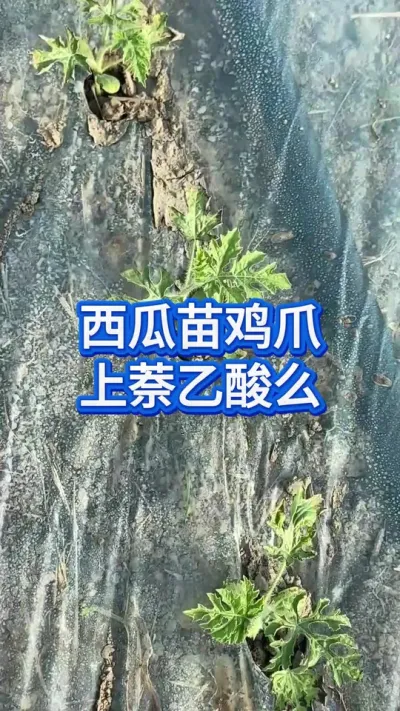 西瓜苗移栽僵苗黄苗避坑方案 #西瓜移栽 #种西瓜 #西瓜管理 #西瓜种植技术 #大棚西瓜种植技术