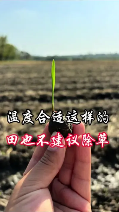 这样的田，温度好，都不建议除草#分享农业知识帮农民增产增收