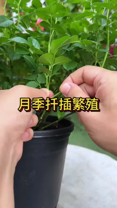 月季花扦插繁殖#花卉绿植 #养花 #种植小技巧