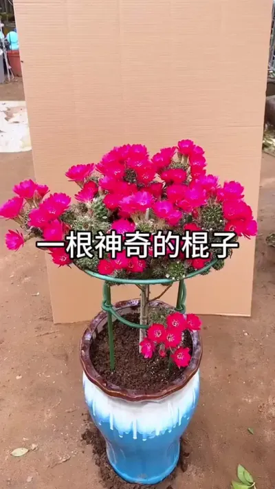 叶仙嫁接 #花卉绿植 #种植小技巧 #养