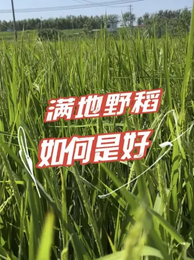 满地野稻！一年到头，又白忙了#野稻 #分享农业知识帮农民增产增收 #老百姓关心的话题