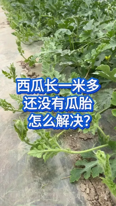 西瓜只长秧子不结瓜 #创作者中心 #创作灵感 #西瓜种植 #西瓜种植技术 #种西瓜