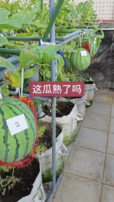 西瓜要多久才熟，新手种西瓜，西瓜的种植方法#西瓜种植技术 #盆栽西瓜的种植方法 #西瓜种植 #盆栽西瓜 #西瓜苗