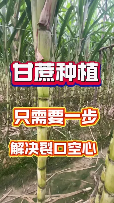 甘蔗裂口问题，一招搞定#甘蔗裂口 #甘蔗种植 #甘蔗施肥方法