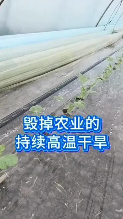 毁掉农业的持续冬季高温干旱 #西瓜种植 #西瓜管理 #西瓜种植技术 #大棚西瓜种植技术 #服务三农支持三农