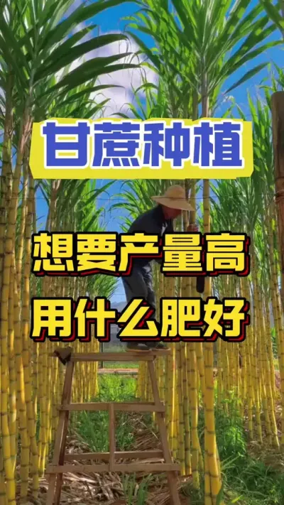 甘蔗产量高，用对肥料很重要#甘蔗种植 #种植小技巧 #甘蔗施肥方法 #种植小技巧