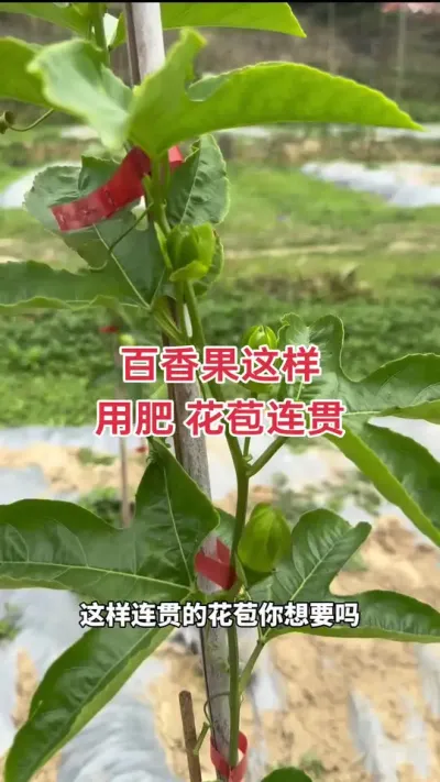百香果这样用肥，花苞连贯来#百香果种植 #百香果种植技术 #百香果管理 #百香果促花保果 #黄金百香果种植技术