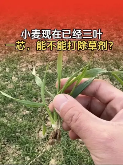 小麦现在已经三叶一芯了，能不能打小麦除草剂？#小麦 #小麦除草剂 #小麦种植 #分享农业知识帮农民增产增收