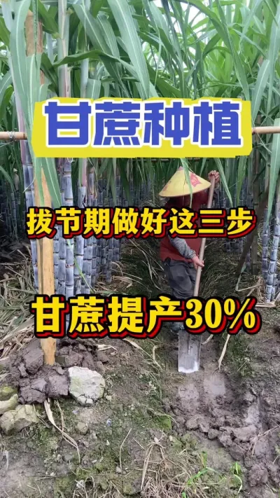 甘蔗拔节期做好这三步，甘蔗产量提升30%#甘蔗种植#甘蔗施肥#甘蔗