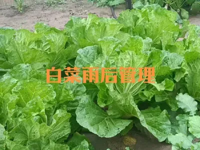 雨后大白菜如何管理#软腐病