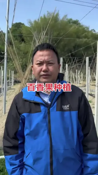 #百香果 #钦蜜9号百香果 #百香果种植技术