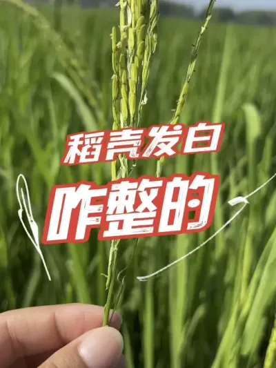 稻壳发白，是什么原因#分享农业知识帮农民增产增收 #老百姓关心的话题