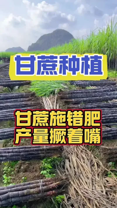 #甘蔗施肥 #甘蔗 #甘蔗种植