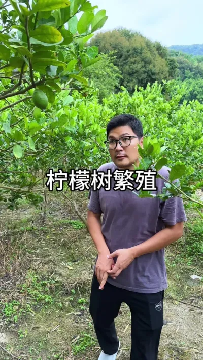 柠檬树高压繁殖#花卉绿植 #养花 #种植小技巧