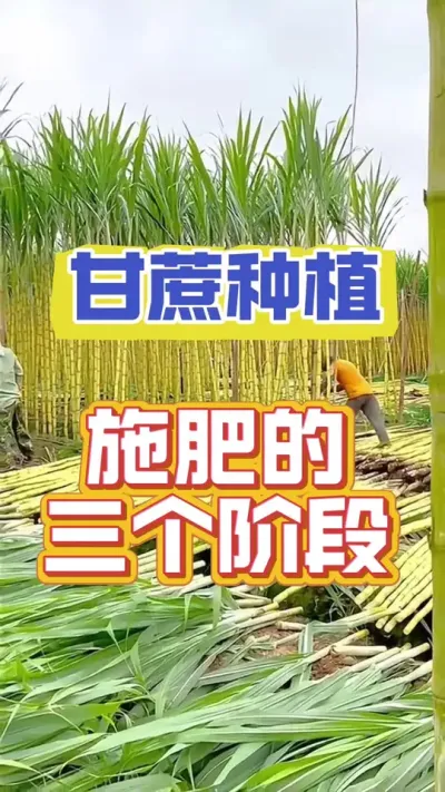 甘蔗施肥的三个黄金时期，一定不要错过#甘蔗种植 #甘蔗施肥方法 #甘蔗高产种植
