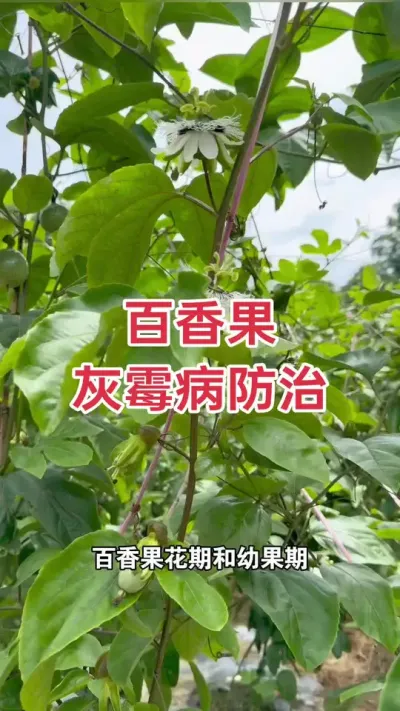 百香果灰霉病防治措施#百香果种植 #百香果种植技术 #黄金百香果种植技术 #百香果 #浩伟方