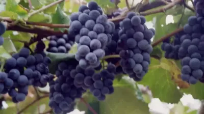 适宜寒冷地区栽培的葡萄品种&ldquo;蜜汁&rdquo;介绍！