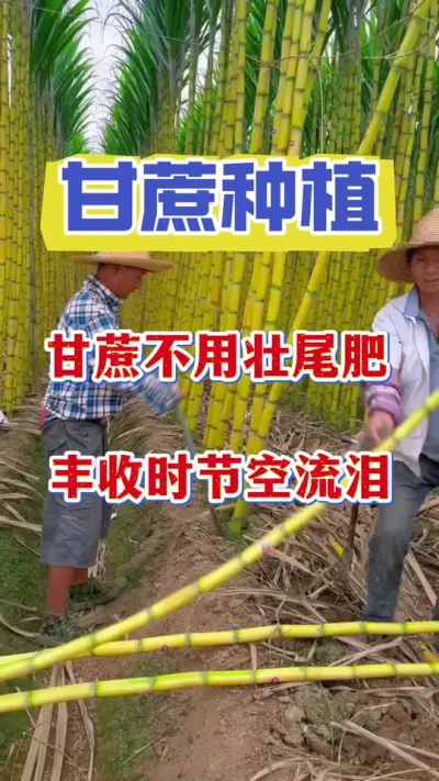 甘蔗不施壮尾肥，丰收时节空流泪，甘蔗单颗重量至少减少30%#甘蔗种植#甘蔗壮尾肥甘蔗