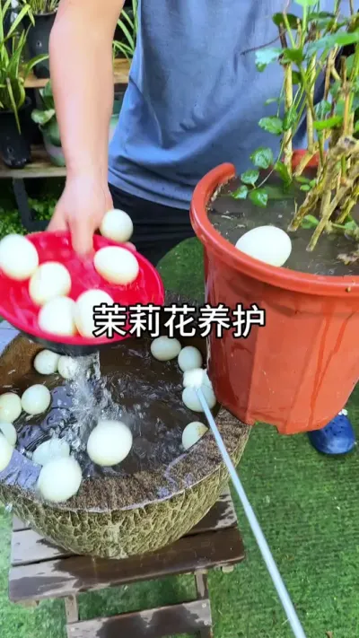 茉莉花养护方法#花卉绿植 #种植小技巧 #养花