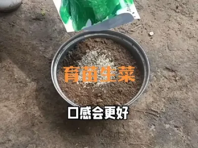 茄子畦里育（播种）生菜苗