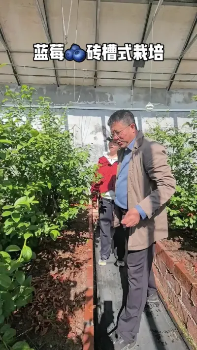 蓝莓砖槽式栽培#乡村振兴dou行动 #强烈推荐 #原创视频 #农业种植
