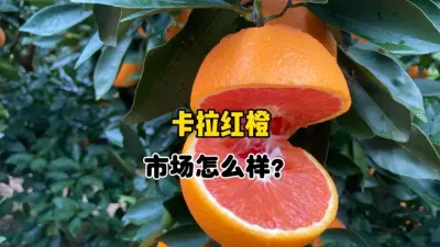 赣南卡拉脐橙市场前景怎么样？ #三农 #农业 #柑橘种植 #果树管理 #血橙 