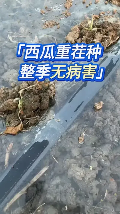 重茬种西瓜无土传问题技巧 #创作灵感 #西瓜种植 #西瓜管理 #西瓜种植技术 #种西瓜