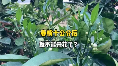 柑橘春梢长到10公分后就不能开花了？ #农业 #三农 #柑橘 #果树管理 #花期 