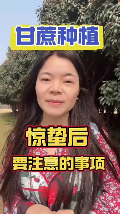 种植甘蔗，惊蛰后一定要注意啦#甘蔗种植 #甘蔗施肥方法 #甘蔗高产种植