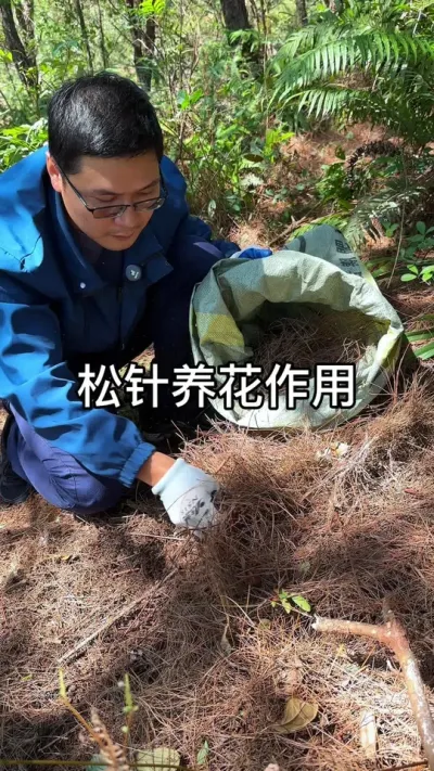 松针养花的妙用#花卉绿植 #养花 #种植小技巧