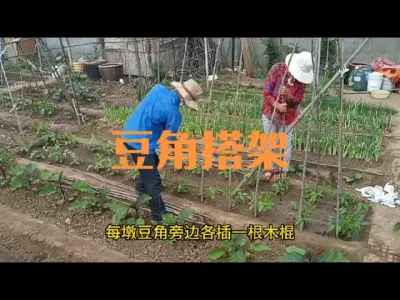 如何给豆角黄瓜芸豆搭架#搭架