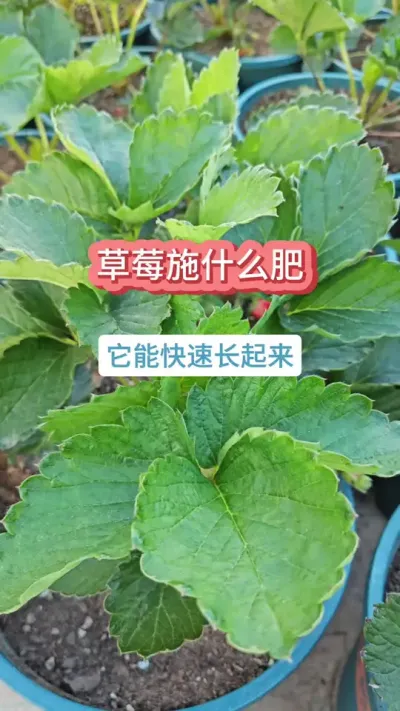 草莓的种植过程，草莓怎么施肥，草莓的养护方法，草莓施什么肥长得快 #草莓苗 #种草莓 #盆栽草莓 #草莓施肥 #草莓种植