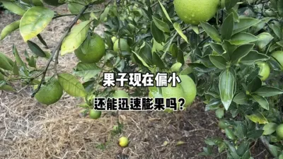柑橘果子现在偏小，还能迅速膨大吗？ #三农 #果园管理 #柑橘种植 #农业 #膨果 