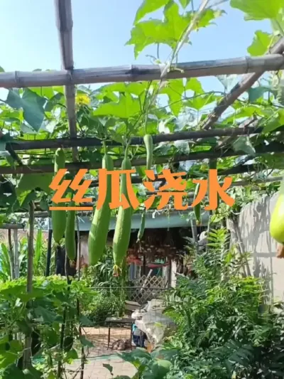 丝瓜在生长期内如何浇水#丝瓜