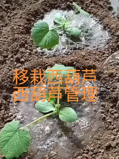 分享移栽西葫芦及西葫芦种植管理技术#西葫芦