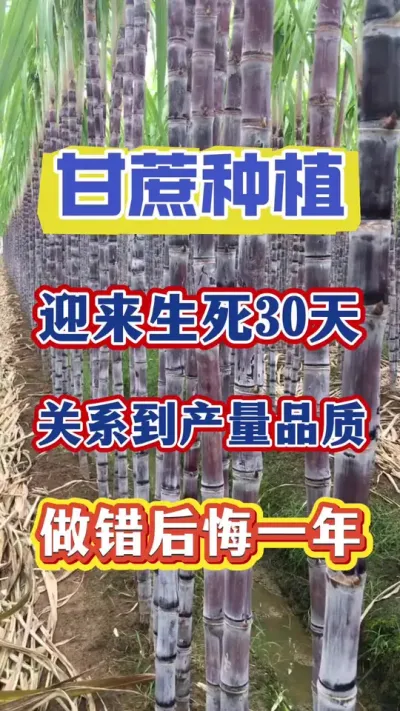 甘蔗将要迎来至关重要的三十天，今年的产量品质都是在这三十天里拉开距离，一定不要因为自己的疏忽而翻了车#甘蔗种植#甘蔗施肥#甘蔗