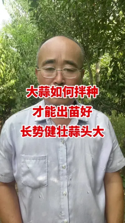 大蒜如何拌种才能出苗好长势健壮蒜头大#大蒜种植 #大蒜拌种 #大蒜种植技术#大蒜高产