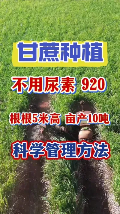 甘蔗拔节期，不用尿素不用920也能实现根根5高，亩产十吨以上#甘蔗种植#甘蔗施肥#甘蔗