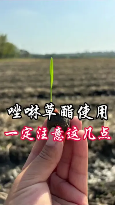 唑啉草酯使用，注意这几个问题#分享农业知识帮农民增产增收