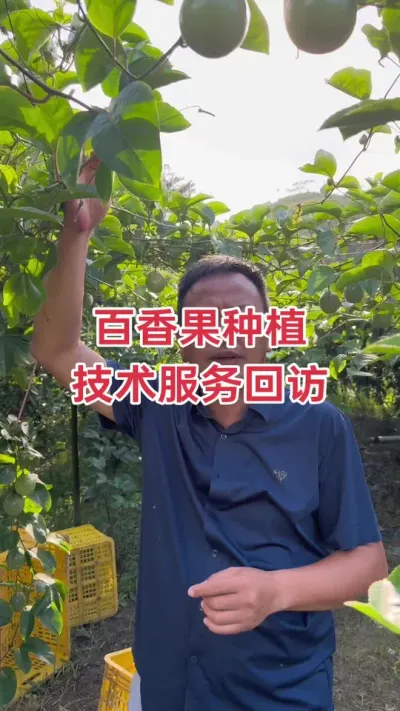 百香果种植技术服务回访#百香果种植技术 #百香果种植 #百香果 #黄金百香果 #浩伟方