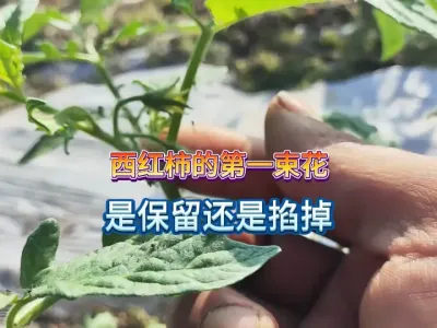 西红柿开的第一束花是保留还是掐掉，管理的好才能结的大结的多 #三农 #种植小技巧 #抖音助农 #一份耕耘一份收获 #西红柿管理 