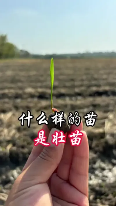 什么样的是壮苗#分享农业知识帮农民增产增收