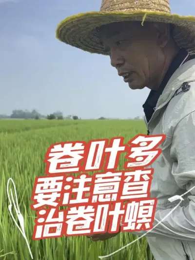 叶片发白、卷尖的要注意查治稻纵卷叶螟#分享农业知识帮农民增产增收 #老百姓关心的话题