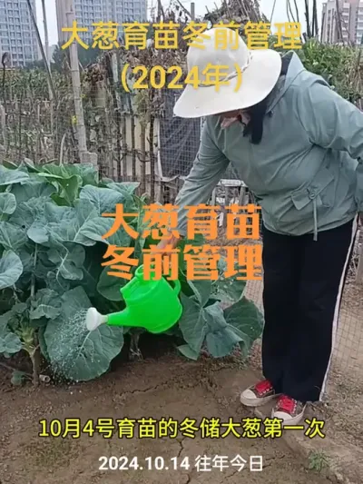 大葱育苗冬前管理（2024年）