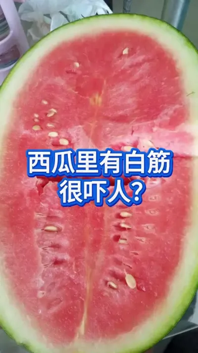 一刀切开，西瓜里有大量白筋 #西瓜种植 #西瓜 #西瓜管理 #大棚西瓜种植技术 #三农