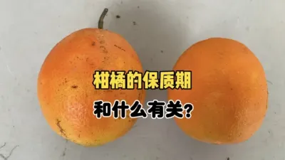 柑橘果实的自然保质期和哪些因素有关？ #三农 #农业种植 #柑橘种植 #果树管理 #抖音助农 