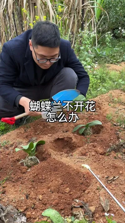 蝴蝶兰不开花，种地上就可以了吗 #花卉绿植
